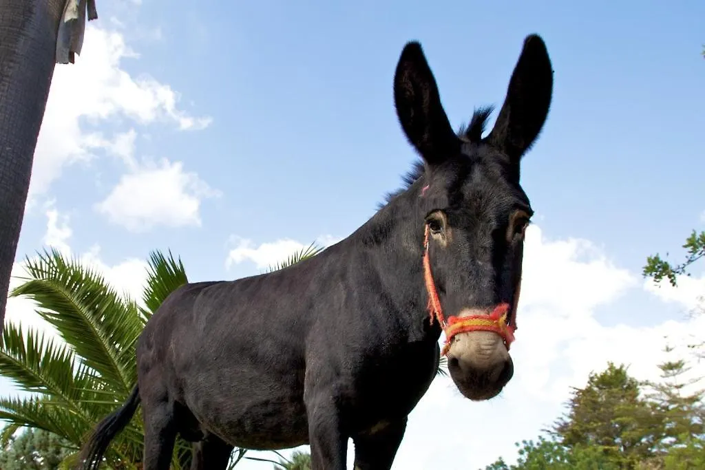 Penzion Agroturismo Saigo Portocolom  Portocolom (Mallorca)