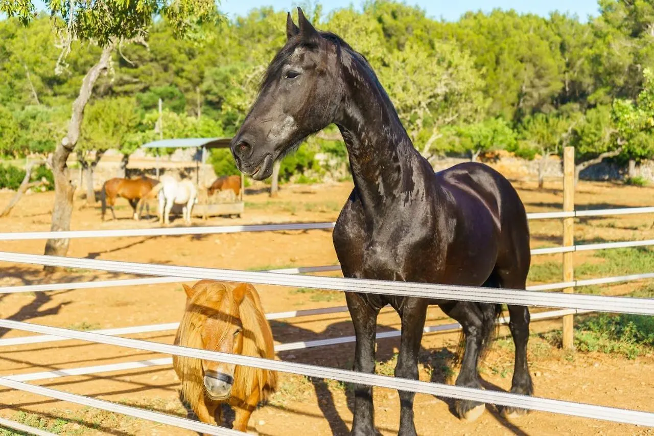 Venkovský dům Penzion Agroturismo Saigo Portocolom  Španělsko