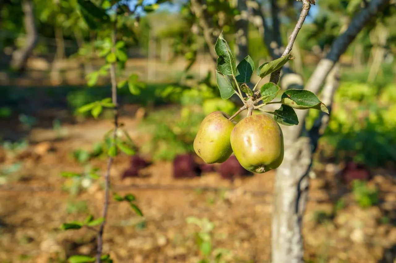 Agroturismo Saigo Vendégház Puerto Colom Hétvégi ház